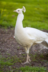 Beautiful spread of a white peacock
