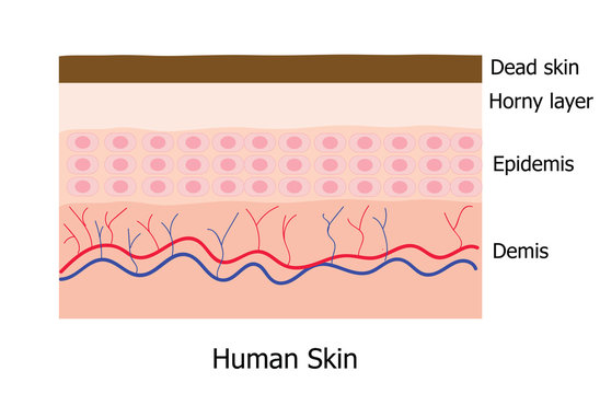 Human skin layer with dead cell  infographic