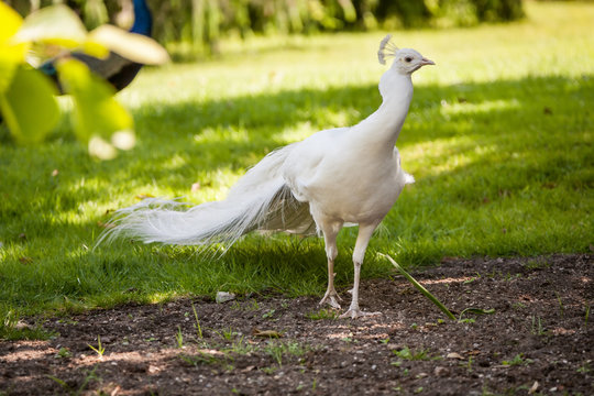 Fototapeta Beautiful spread of a white peacock
