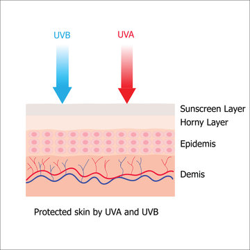 Skin with Sunblock from sunscreen lotion which protect human ski