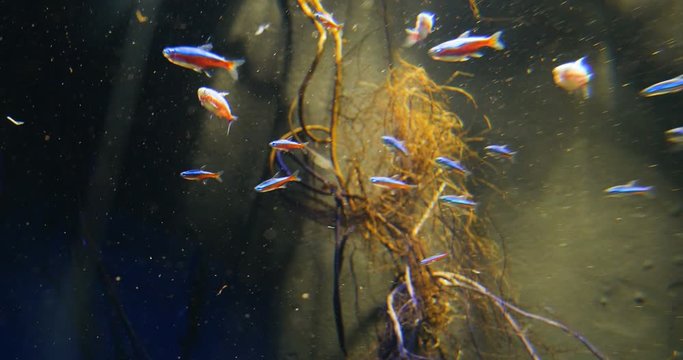Paracheirodon axelrodi fish underwater
