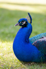 Obraz premium Portrait of male peacock