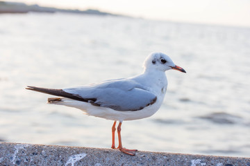 Seagull