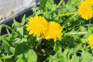 Yellow dandelions