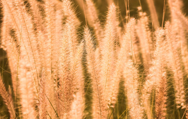 closeup of yellow tropical grass sunset background