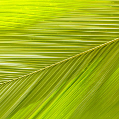 detail of palm tree leaf