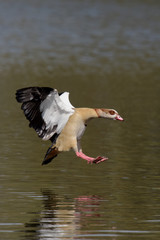 Egyptian Goose, Alopochen aegyptiaca