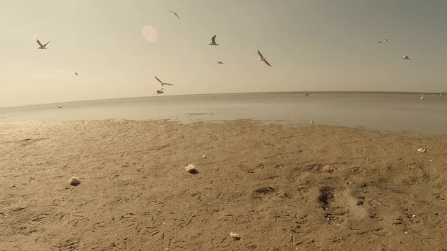 Gull Walking Along the Sandy Beach Under the Hot Sun