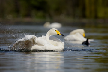 Whooper Swan