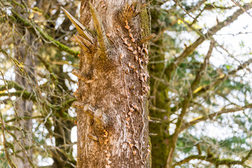 tree nature forest park day spring summer leaf