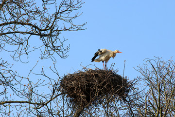 Storch im Nest