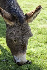 Lone Donkey grazing in grass field.