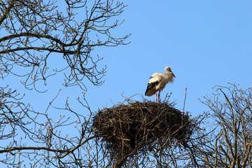 Storch im Nest