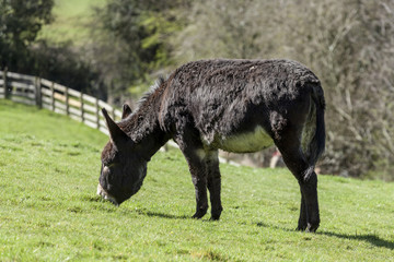 Lone Donkey grazing in grass field.