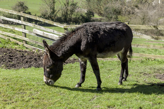 Lone Donkey grazing in grass field.