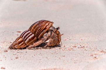 Hermit crab close-up. Maldive Islands