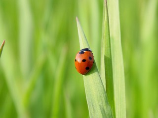 Ladybug on grass blade