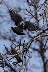 Common Wood Pigeon, Wood Pigeon, Columba palumbus 