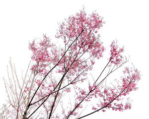 Full bloom sakura flower isolated (Cherry blossom)