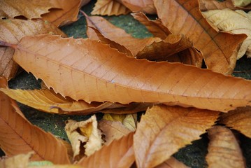 Fallen brown Autumn leaves on the ground in Kent, England.