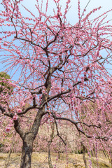 Fototapeta premium 城南宮のしだれ梅