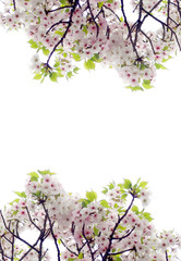 Naklejka na ściany i meble Full bloom sakura flower isolated (Cherry blossom)