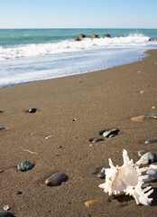 Fototapeta na wymiar Seashell on the beach under blue sky
