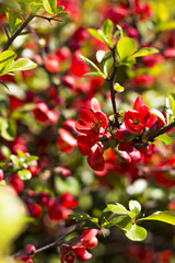 Rhododendron ponticum is a dense, suckering shrub or small tree native to southern Europe and southwest Asia.