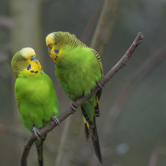 Beautiful small green parrots at display in open resort, Germany