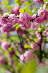 sakura tree flowers. Spring pink flowers on a tree branch. sakura tree in bloom. Spring, seasons, time of year. Spring sakura blossoms