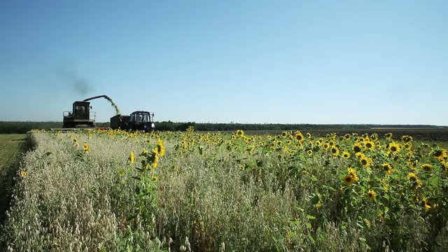 Harvesting sunflower for ensiling
