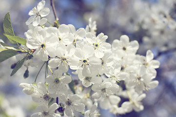 Cherry blossoms on a branch in the sunshine. Tonning photo