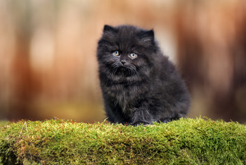 Naklejka na ściany i meble black british longhair kitten outdoors in summer