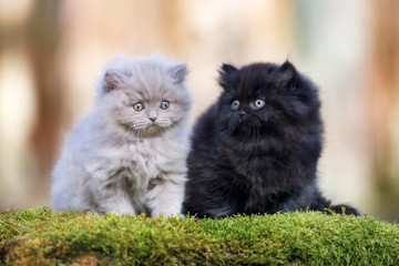 Naklejka na ściany i meble two fluffy kittens outdoors