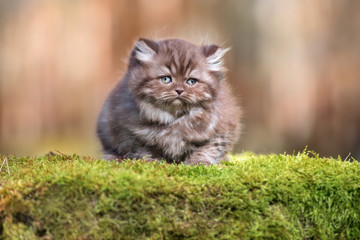 Naklejka na ściany i meble brown british longhair kitten outdoors