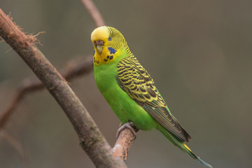 Beautiful small green parrots at display in open resort, Germany
