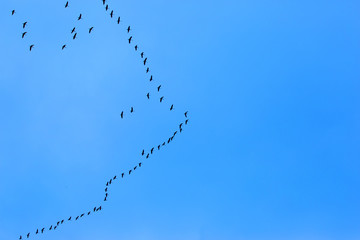 Migratory Birds Flying on blue sky
