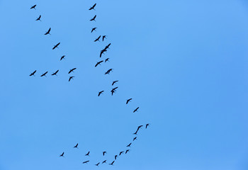 Migratory Birds Flying on blue sky
