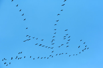 Migratory Birds Flying on blue sky
