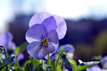 Keuken foto achterwand Viooltjes Close-up shot van prachtige violet paarse viooltjes bloemen