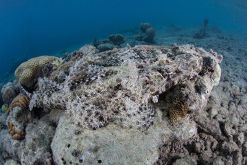 Camouflaged Crocodilefish on Rubble Seafloor