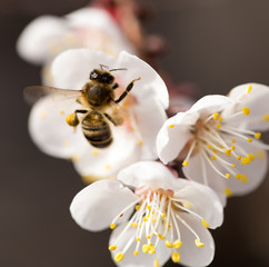 bee on a flower in the nature. macro