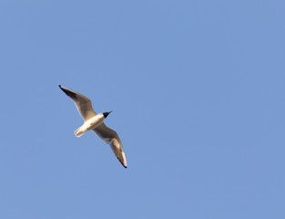 seagull in flight against a blue sky