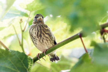 Nestling linnet sitting on a branch of grapes