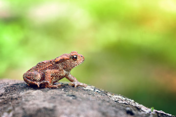 Small toad on a stone