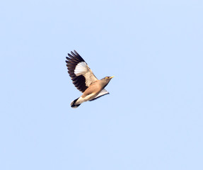 Starling in flight against blue sky