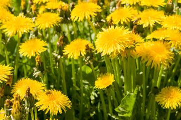Air dandelions on a green field.