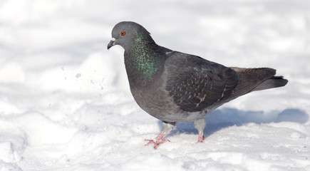 dove in the snow on the nature