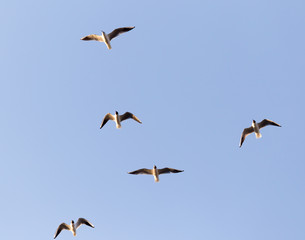a flock of seagulls against a blue sky