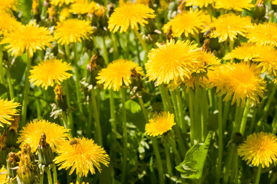 Air dandelions on a green field.